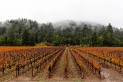 -sonoma-vineyard-fall